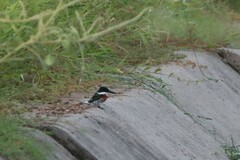 Chloroceryle americana