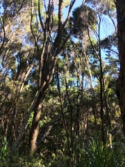 Phyllocladus trichomanoides