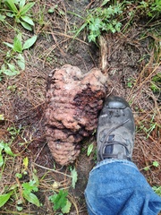 Cronartium conigenum