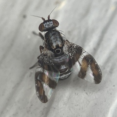 Dyscrasis hendeli