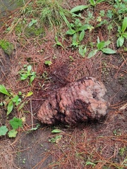 Cronartium conigenum