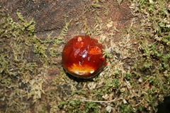 Ganoderma oregonense