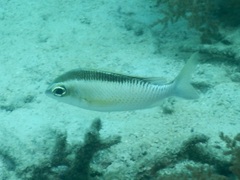 Scolopsis margaritifera