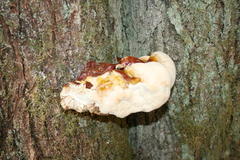 Ganoderma oregonense