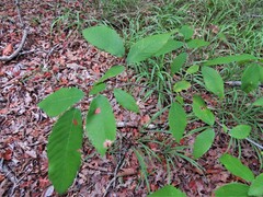 Ulmus alata