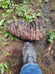 Cronartium conigenum