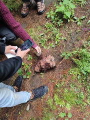 Cronartium conigenum