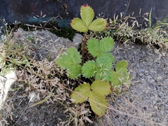 Fragaria × ananassa