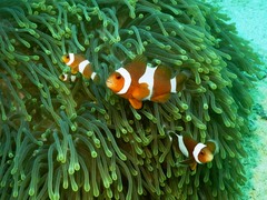 Amphiprion ocellaris