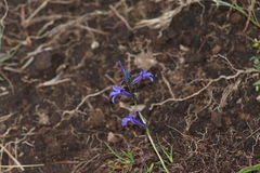 Lobelia gruina