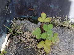 Fragaria × ananassa