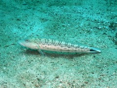 Parapercis hexophtalma