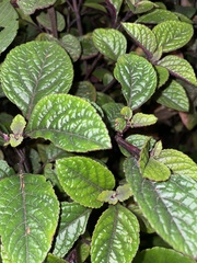 Plectranthus