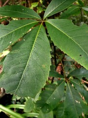 Pseudopanax