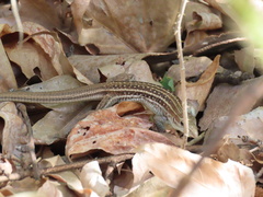 Aspidoscelis sonorae