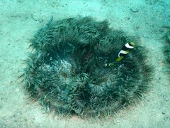 Heteractis aurora