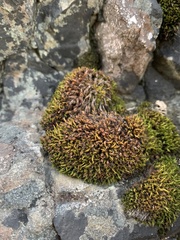 Schistidium maritimum