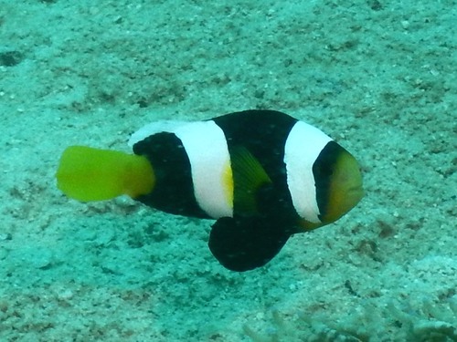 Sebae anemonefish (Amphiprion sebae) — Pomacentridae — 5