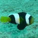 Sebae Anemonefish - Photo (c) Floyd E. Hayes, some rights reserved (CC BY-NC), uploaded by Floyd E. Hayes