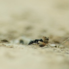 Camponotus japonicus