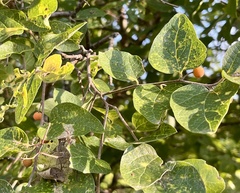 Celtis reticulata