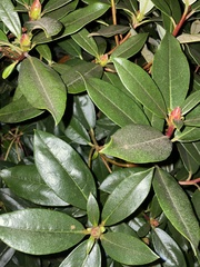 Rhododendron × hybridum