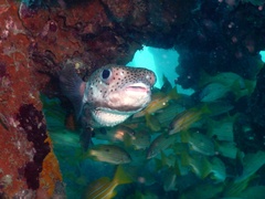 Diodon hystrix