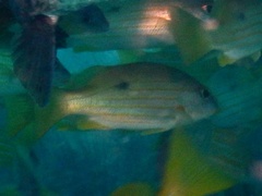 Lutjanus fulviflamma