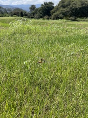 Pantala