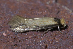 Tinea apicimaculella