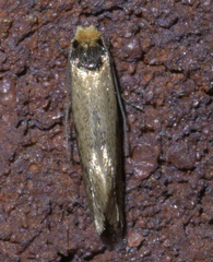 Tinea apicimaculella