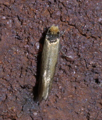 Tinea apicimaculella