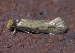 Tinea apicimaculella
