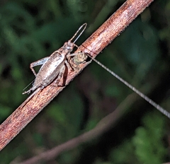Hapithus saltator