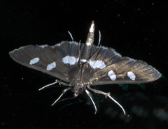 Desmia