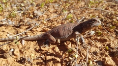 Agamidae