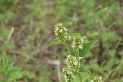 Lepechinia caulescens