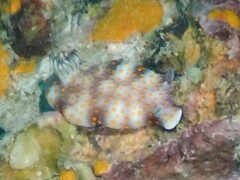 Hypselodoris pulchella