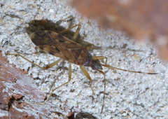 Ozophora picturata
