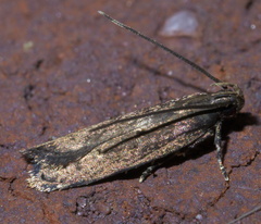Chionodes discoocellella