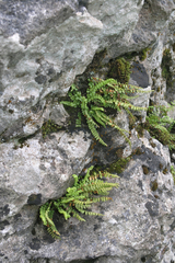 Asplenium viride