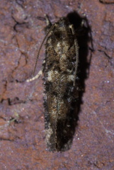Acrolophus cressoni