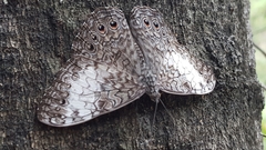 Hamadryas amphichloe