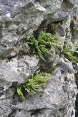 Asplenium viride