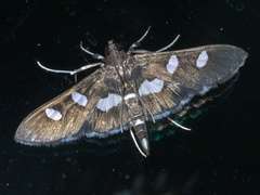 Desmia