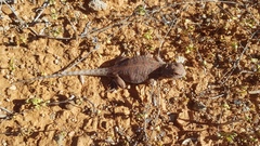Agamidae