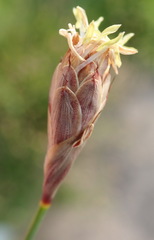 Hypodiscus willdenowia