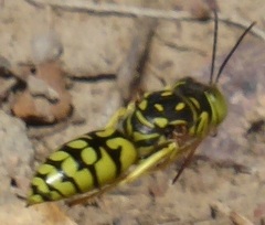 Steniolia elegans