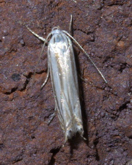 Polyhymno luteostrigella