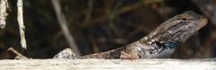 Sceloporus consobrinus